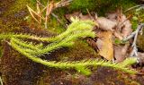 Lycopodium lagopus