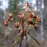 Image of taxon representative. Author is Сергей Глотов
