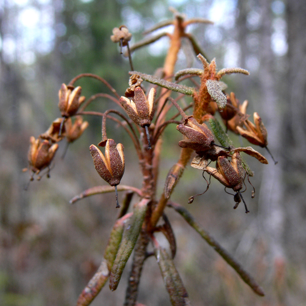 Image of Ledum palustre specimen.