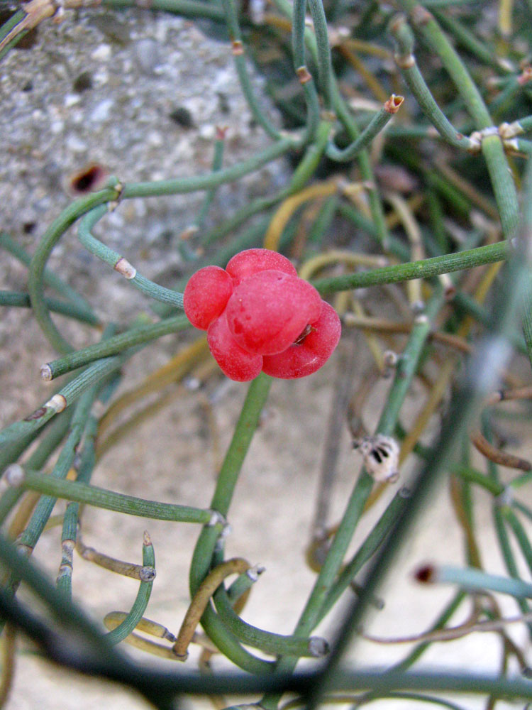 Image of Ephedra distachya specimen.