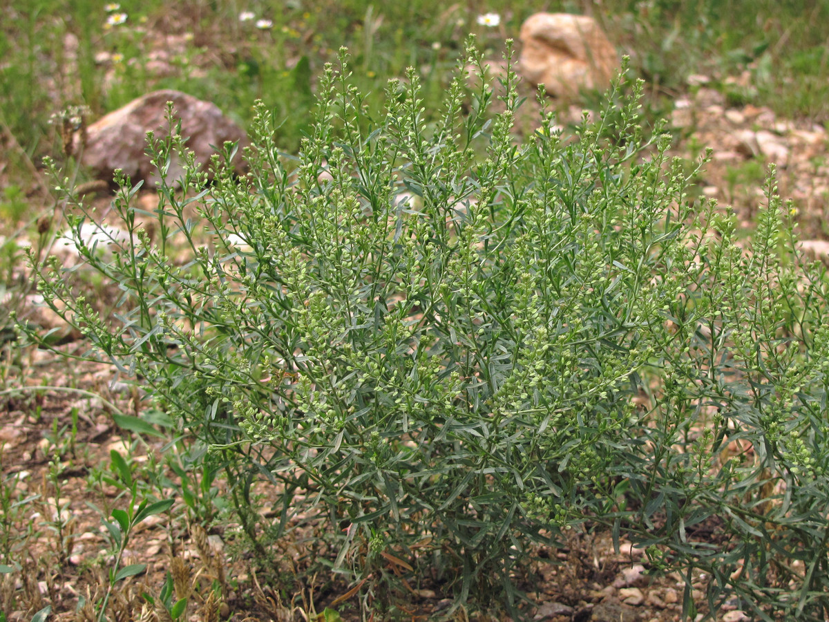 Изображение особи Lepidium ruderale.