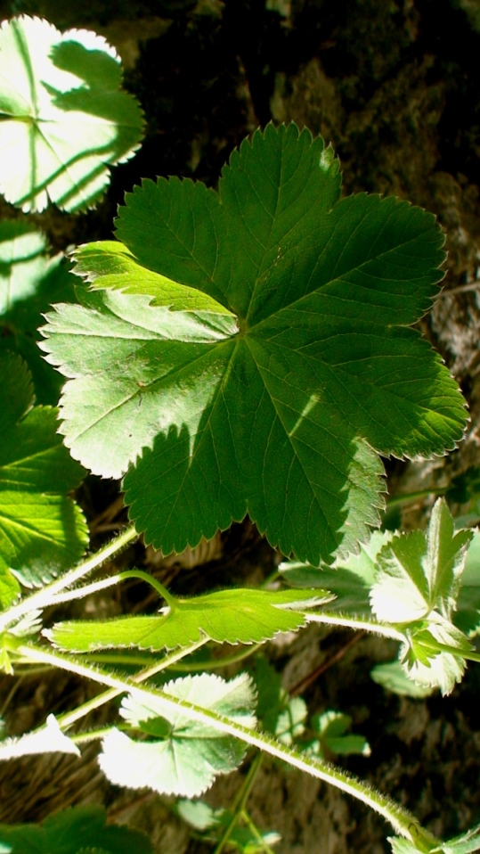 Изображение особи род Alchemilla.