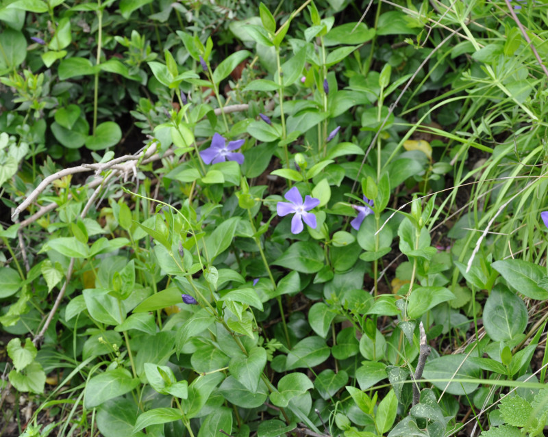 Изображение особи Vinca major.