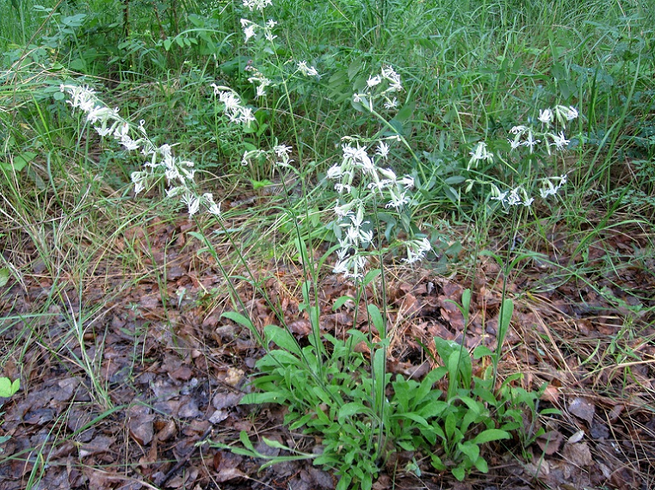 Image of Silene nutans specimen.