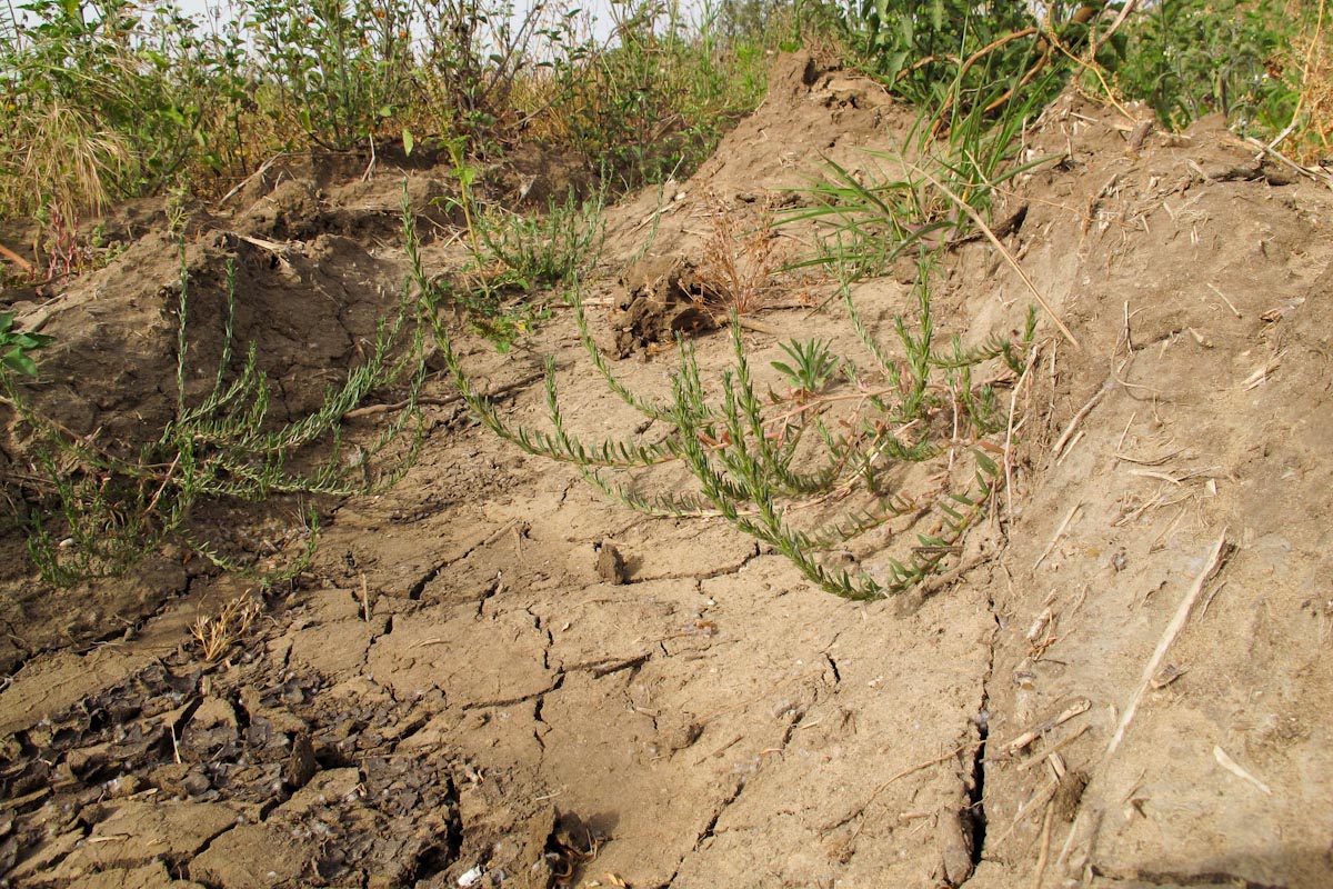 Image of Lythrum tribracteatum specimen.