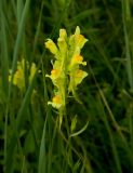 Linaria vulgaris