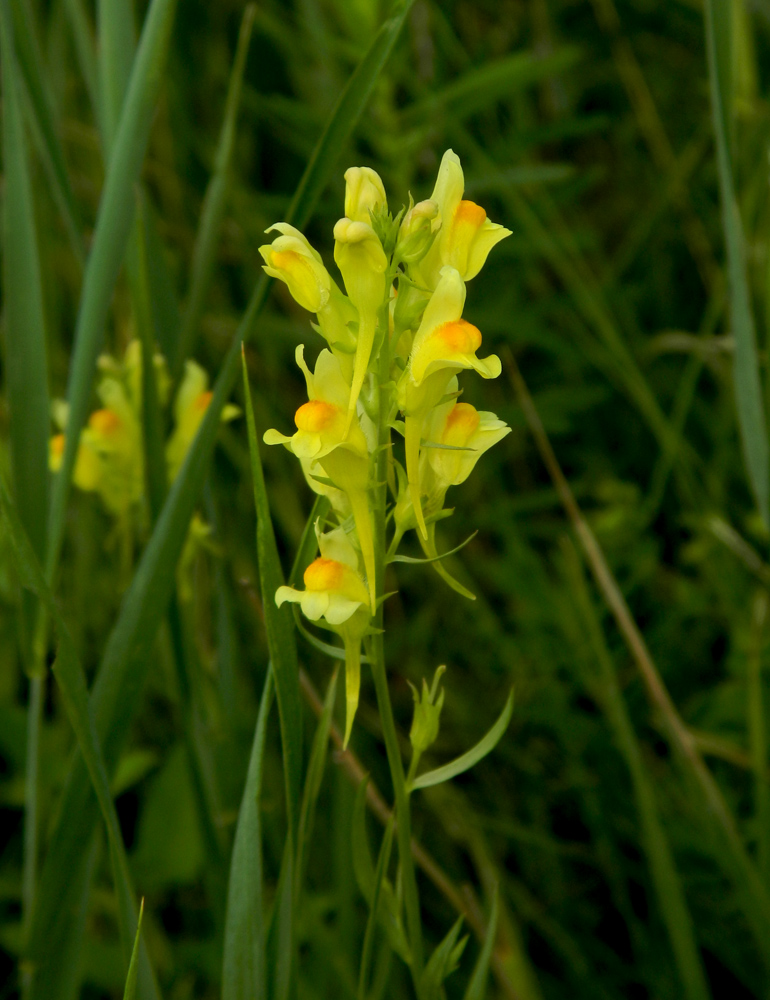 Image of Linaria vulgaris specimen.