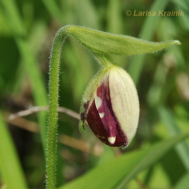 Изображение особи Cypripedium guttatum.