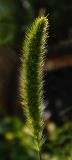 Setaria viridis