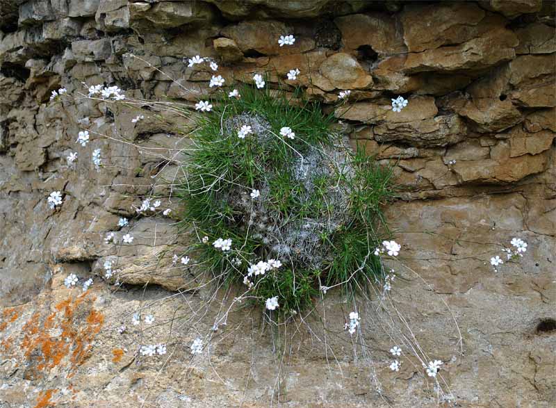 Изображение особи Gypsophila tenuifolia.