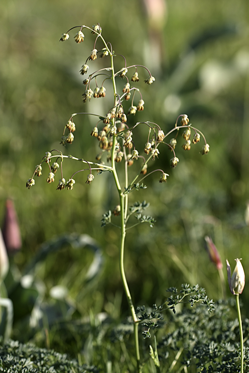 Изображение особи Thalictrum isopyroides.