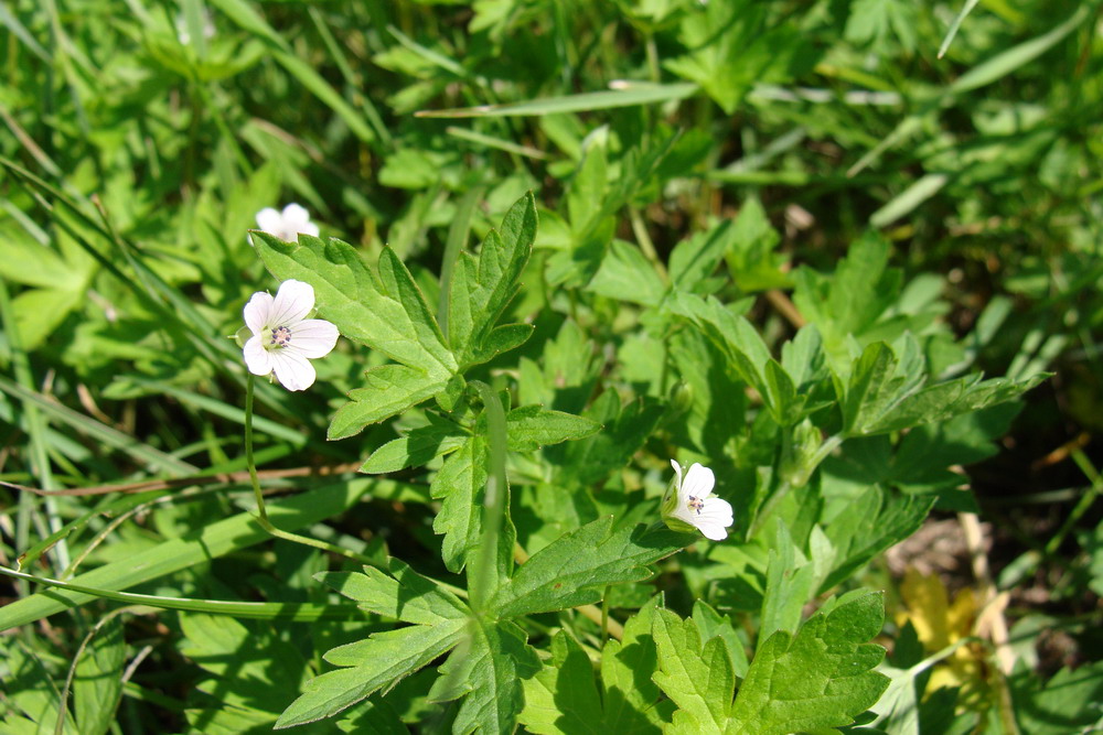 Изображение особи Geranium sibiricum.