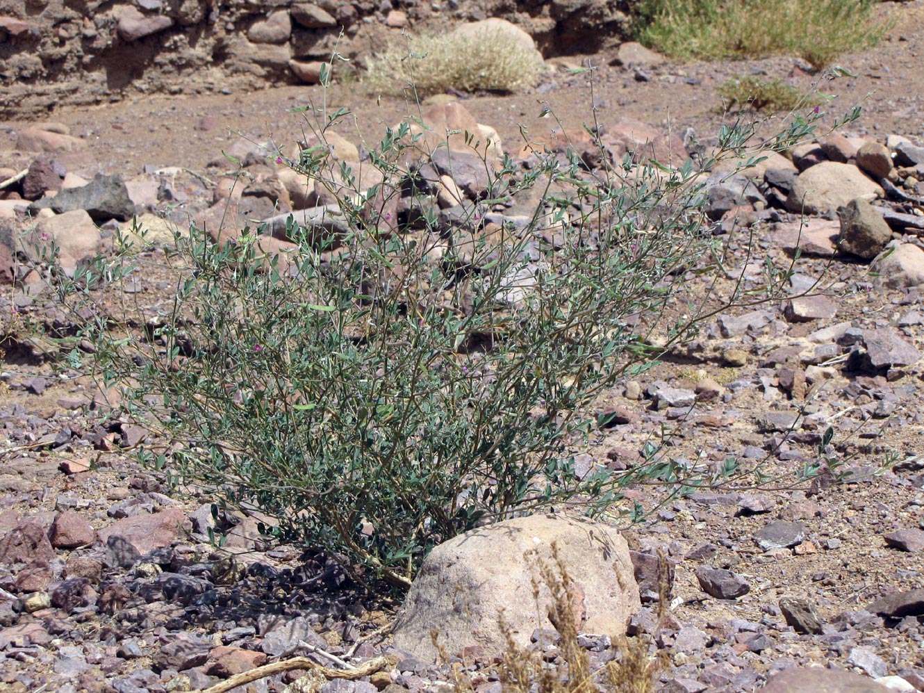 Изображение особи Tephrosia apollinea.