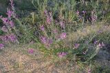 Astragalus varius. Цветущие растения на пляже. Крым, Керченский п-ов, Приазовье, Караларская степь. 08.06.2012.