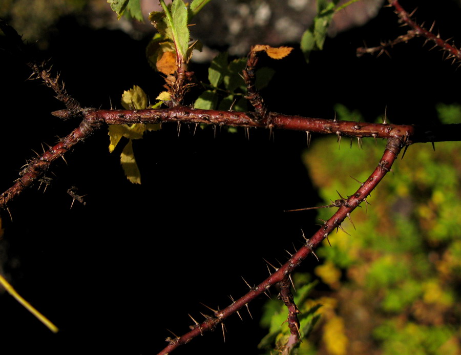 Image of Rosa oxyacantha specimen.