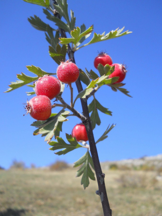 Image of Crataegus orientalis specimen.