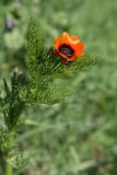 Adonis parviflora