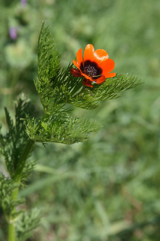 Изображение особи Adonis parviflora.