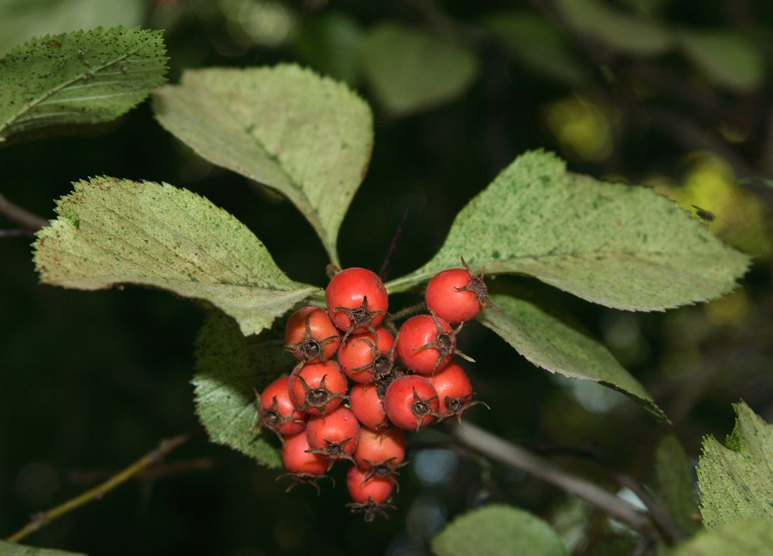 Изображение особи Crataegus engelmannii.