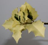 Ilex aquifolium. Побег ('Variegata'). Германия, г. Кемпен, в культуре. 13.09.2012.
