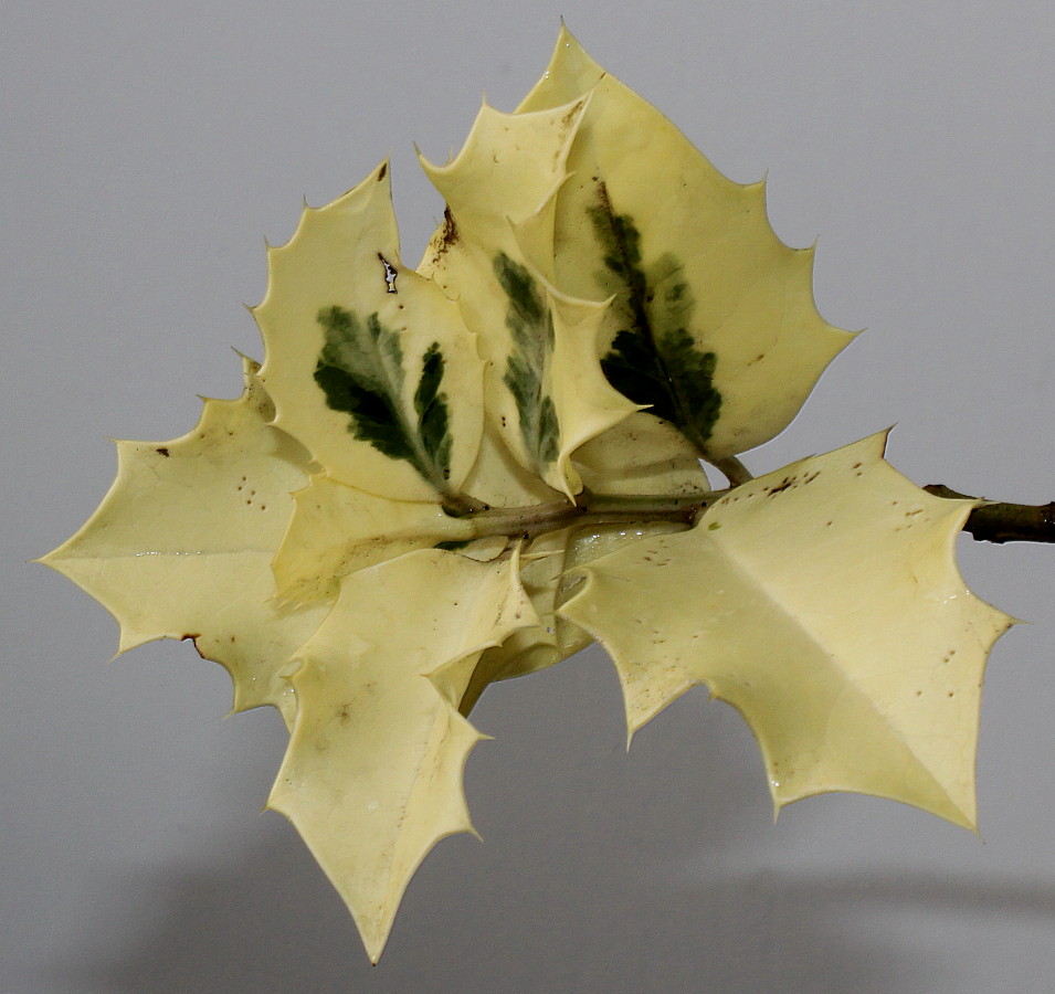 Image of Ilex aquifolium specimen.