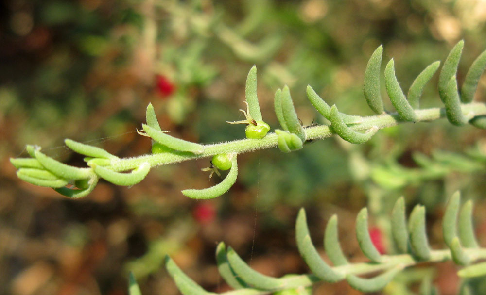 Image of Enchylaena tomentosa specimen.