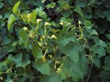 Aristolochia clematitis