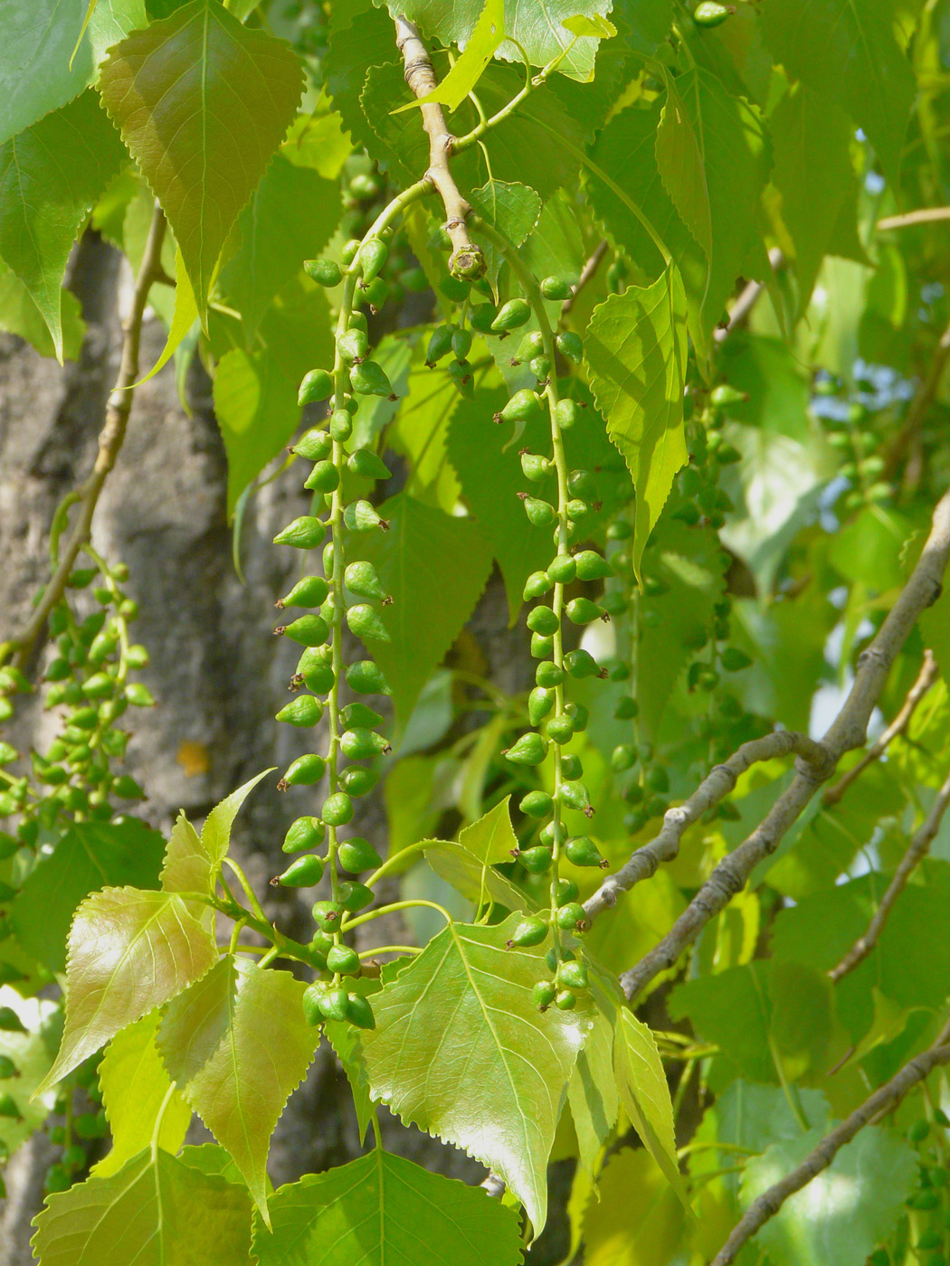 Image of Populus × canadensis specimen.