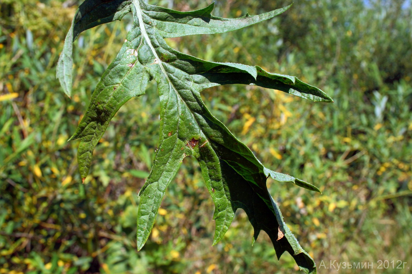 Image of Senecio grandidentatus specimen.