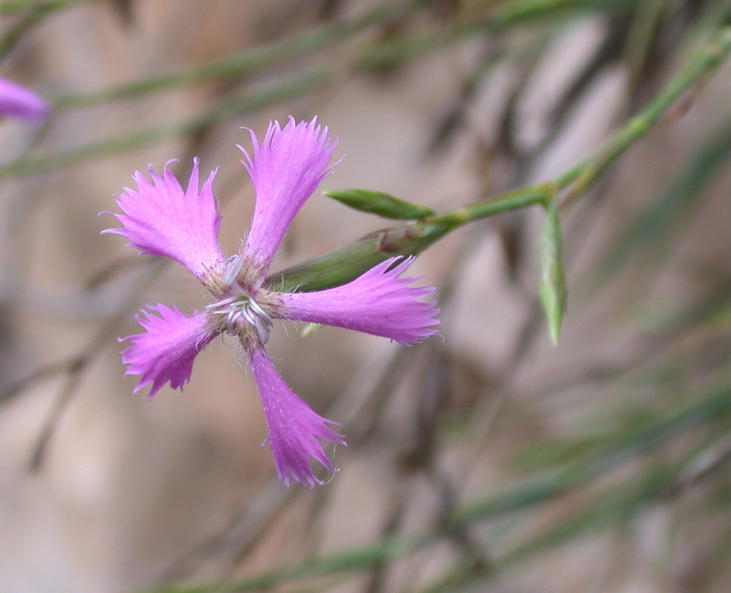 Image of Dianthus pendulus specimen.