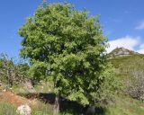 Celtis australis