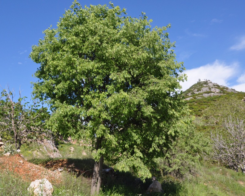 Изображение особи Celtis australis.