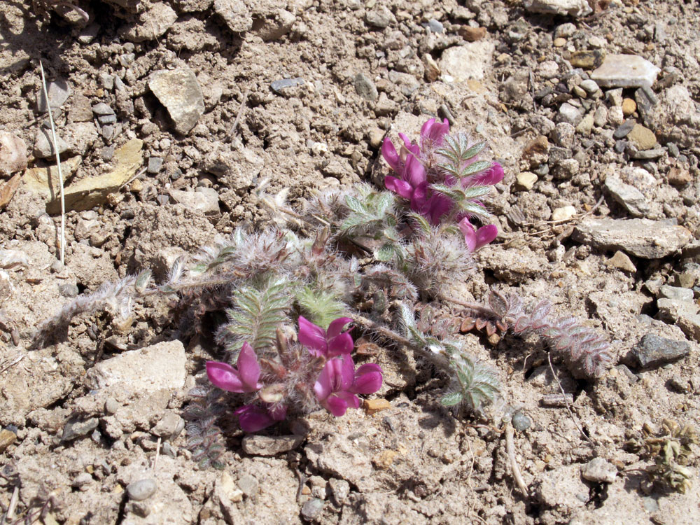 Image of Oxytropis litwinowii specimen.