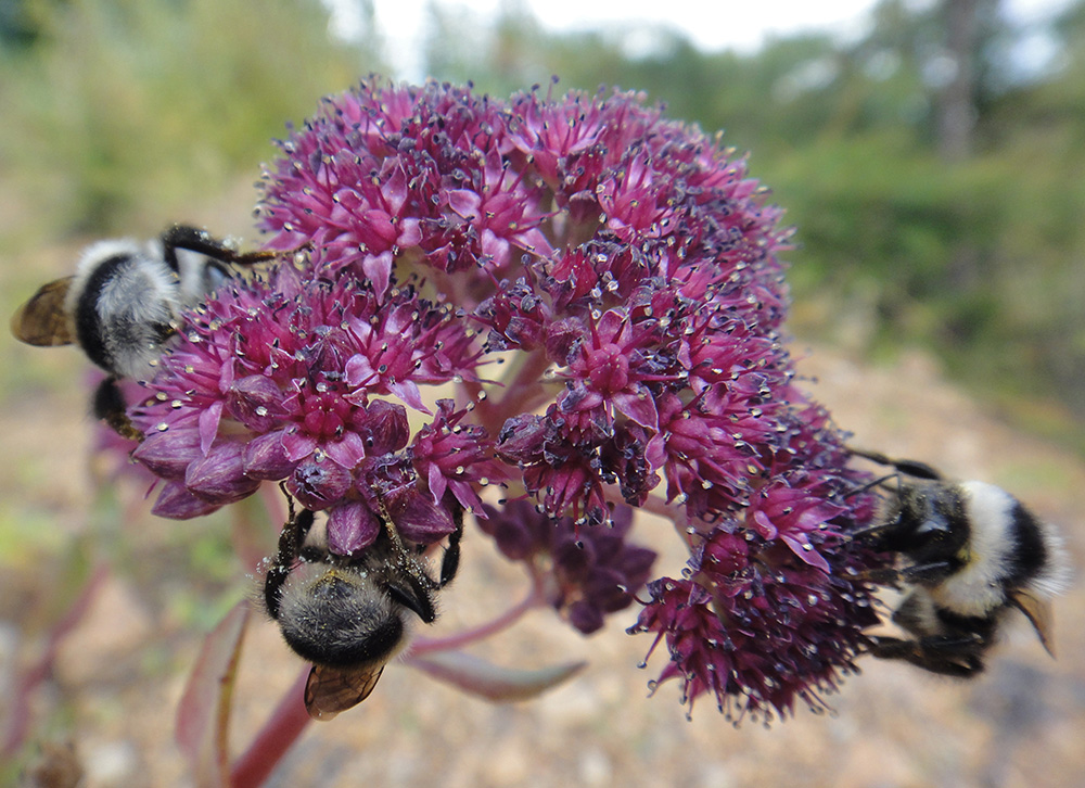 Изображение особи Hylotelephium triphyllum.