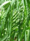Sclerochloa dura. Соцветие. Украина, г. Запорожье. 20.05.2011.