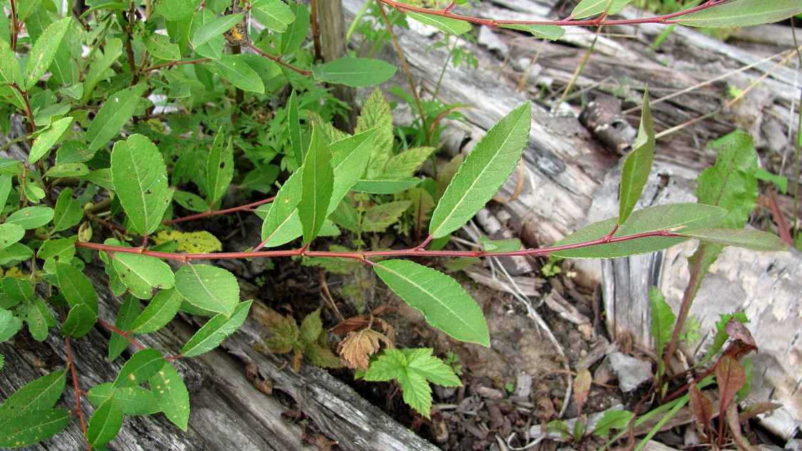Image of Salix × coerulescens specimen.
