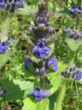 Ajuga genevensis