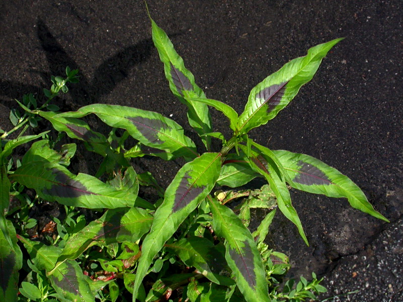 Image of Persicaria maculosa specimen.