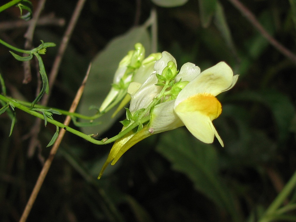 Image of Linaria biebersteinii specimen.