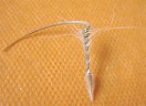 genus Erodium. Семя, найденное прицепившимся к одежде. Израиль, г. Беэр-Шева, рудеральное местообитание. 19.03.2013.