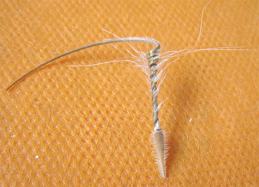 Image of genus Erodium specimen.