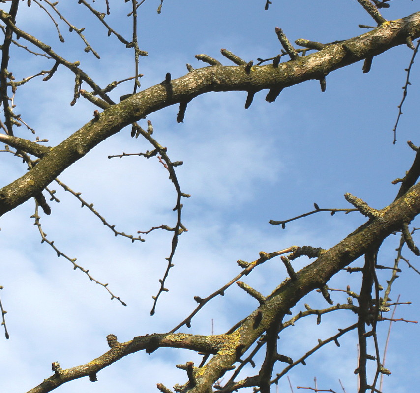 Image of Ginkgo biloba specimen.
