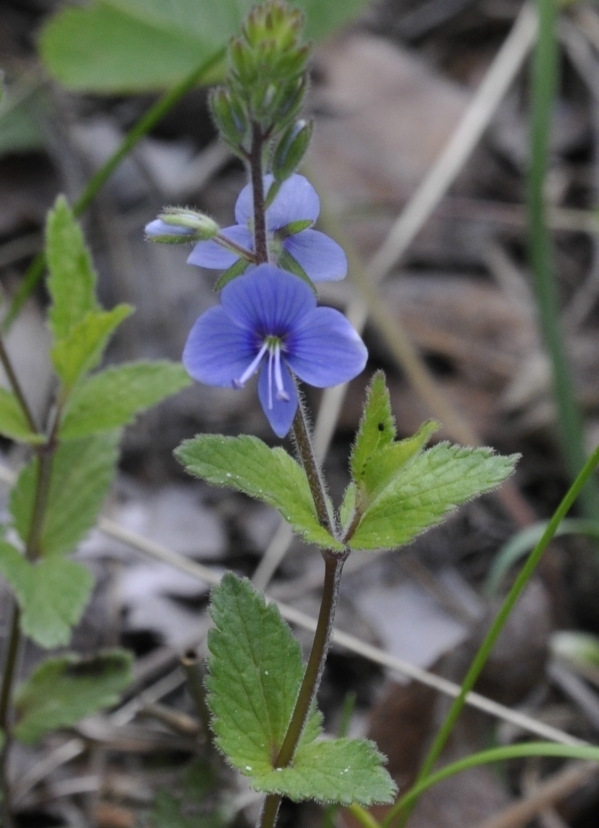 Image of Veronica chamaedrys specimen.
