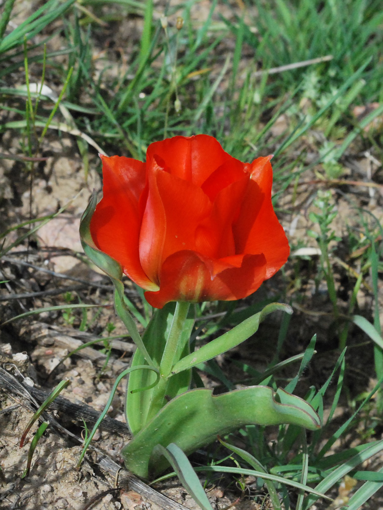 Image of Tulipa greigii specimen.