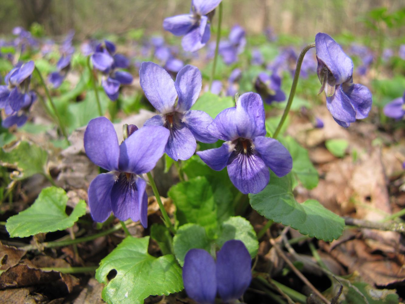 Изображение особи Viola odorata.