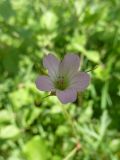 Geranium columbinum