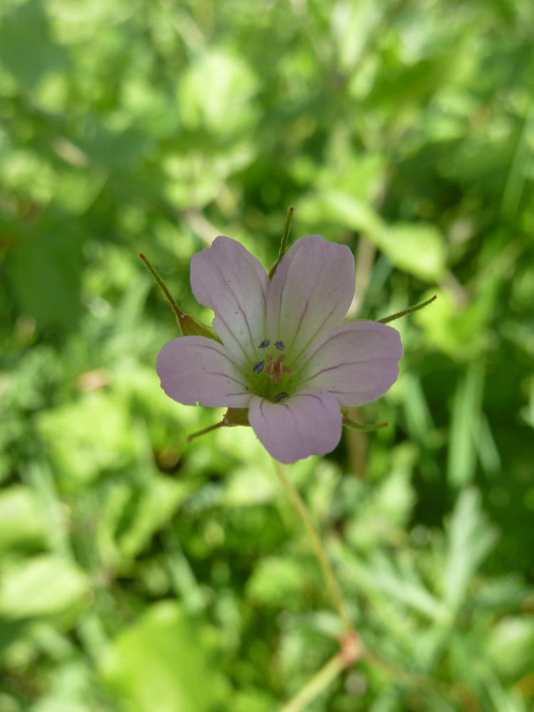 Изображение особи Geranium columbinum.