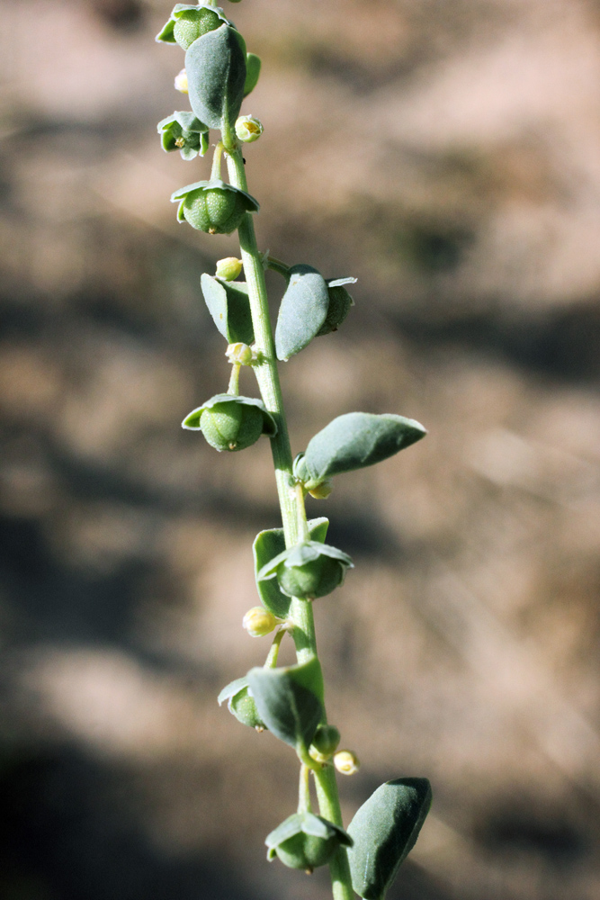 Image of Andrachne rotundifolia specimen.