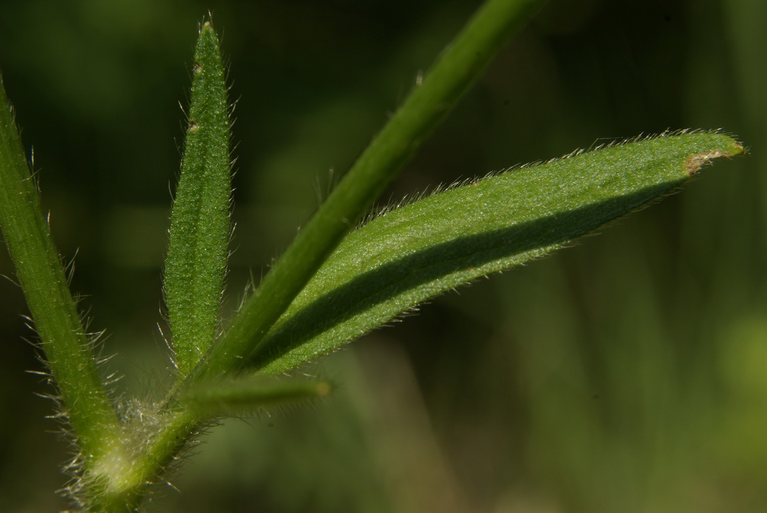 Изображение особи Ranunculus neapolitanus.