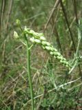 Ornithogalum pyrenaicum